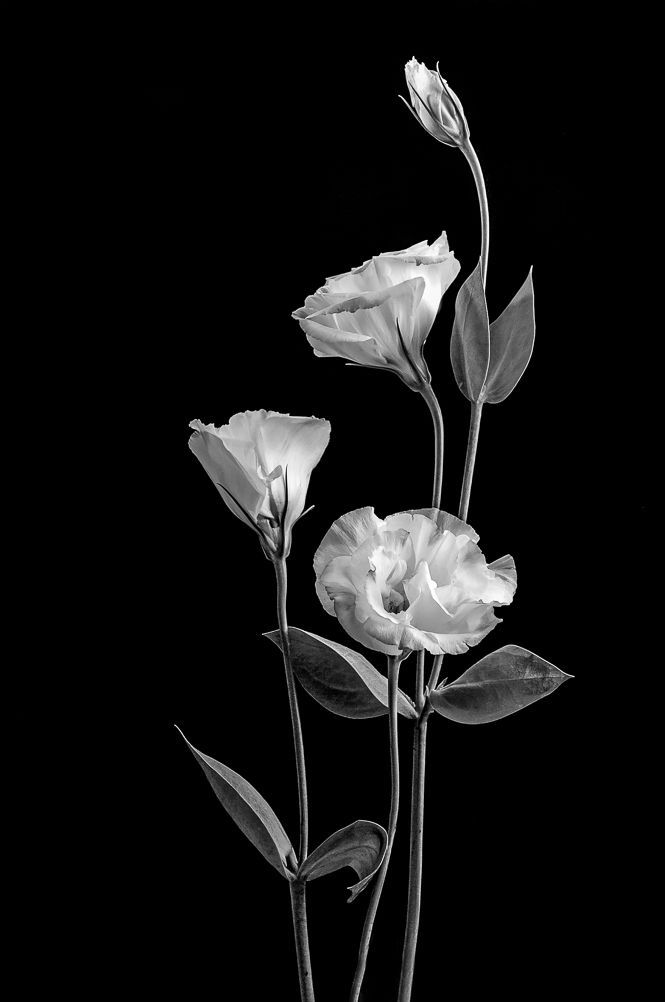 Guillermo Álvarez flower